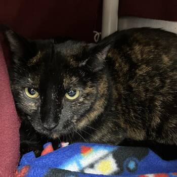 Olive -  Domestic Short Hair Cat for Adoption in Grand Rapids, Michigan - Olive | PetCurious
