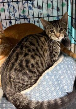 Domestic Short Hair Cats Available for Adoption in Battle Ground, Washington - Bella | PetCurious