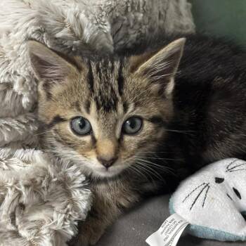 Storm -  Domestic Short Hair Cat for Adoption in Shinnston, West Virginia - Storm | PetCurious
