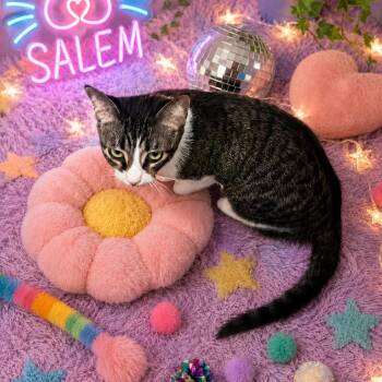 Salem -  Domestic Short Hair Cat for Adoption in Liverpool, Texas - Salem | PetCurious