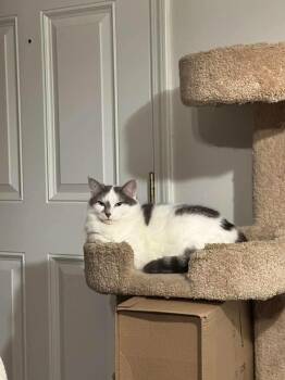 Georgia -  Domestic Short Hair Cat for Adoption in Jeffersonville, Indiana - Georgia | PetCurious