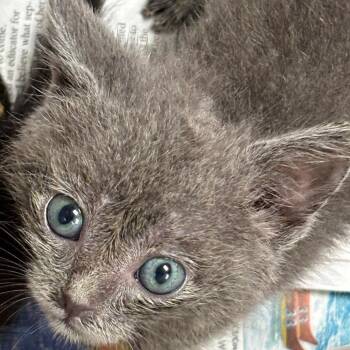 Lucy -  Domestic Short Hair Cat for Adoption in Volcano, Hawaii - Lucy | PetCurious