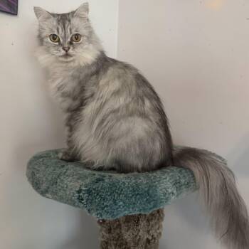Sweet Loving Nala -  Persian Cat for Adoption in Woodbridge, Virginia - Sweet Loving Nala | PetCurious