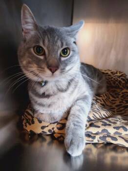 Domestic Short Hair Cats Available for Adoption in Pine Grove, Pennsylvania - Oliver | PetCurious