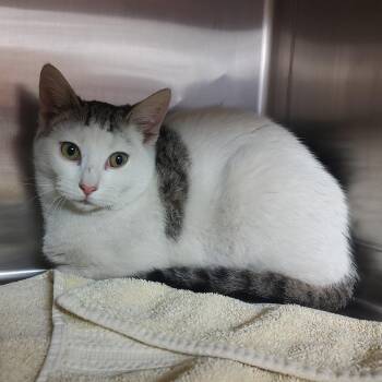 Domestic Short Hair Cats Available for Adoption - Mayfly | PetCurious