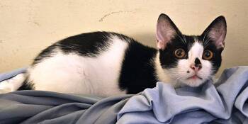 Domestic Short Hair Cats Available for Adoption - Kitten Geeky | PetCurious