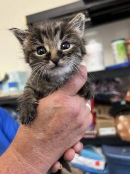 Cassanova -  Domestic Medium Hair Cat for Adoption in Morristown, Tennessee - Cassanova | PetCurious