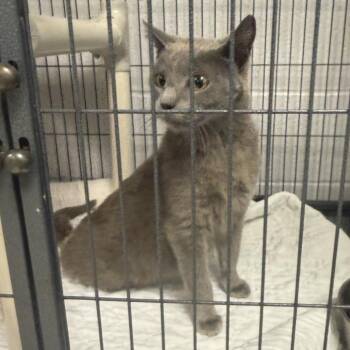 Domestic Short Hair Cats Available for Adoption in East St. Louis, Illinois - Gwinny-C | PetCurious
