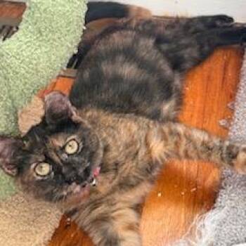 Dancer Hudson (bonded w/Prancer) -  Domestic Short Hair Cat for Adoption in Merrifield, Virginia - Dancer Hudson (bonded W/Prancer) | PetCurious