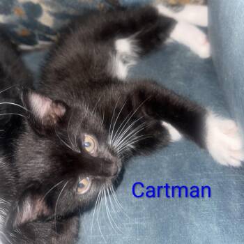 Cartman -  Domestic Short Hair Cat for Adoption in Carmel, Indiana - Cartman | PetCurious