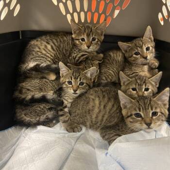 Rescue Domestic Short Hair Cats for Adoption in Chattanooga, Tennessee - Franklin | PetCurious