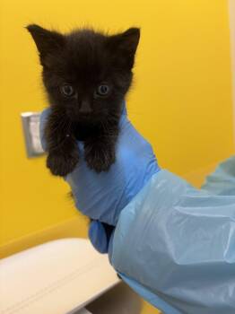 Star Fighter -  Domestic Medium Hair Cat for Adoption in Raleigh, North Carolina - Star Fighter | PetCurious