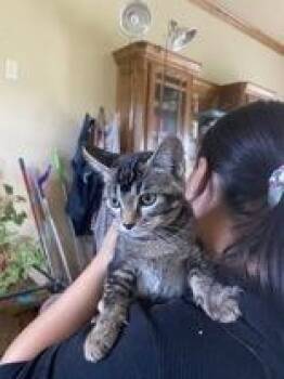 Rescue Domestic Short Hair Cats for Adoption in El Reno, Oklahoma - Gusteau | PetCurious