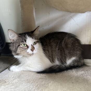 Rescue Domestic Medium Hair Cats for Adoption in Hendersonville, Tennessee - Zinfandel | PetCurious