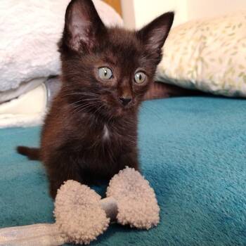 Rescue Domestic Short Hair Cats for Adoption in Rochester, Minnesota - Zac | PetCurious