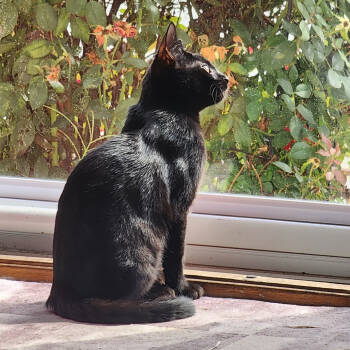 Rescue Domestic Short Hair Cats for Adoption in Abingdon, Maryland - 0725-134 STNR Baby Grace | PetCurious