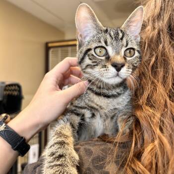 Cardinal -  Domestic Short Hair Cat for Adoption in Myerstown, Pennsylvania - Cardinal | PetCurious