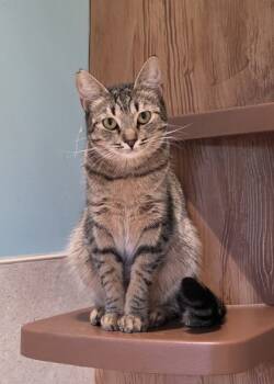 Rescue Domestic Short Hair Cats for Adoption in Honolulu, Hawaii - Odessa | PetCurious