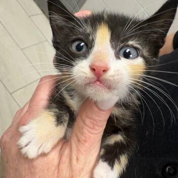 Pico -  Domestic Medium Hair Cat for Adoption in Lufkin, Texas - Pico | PetCurious