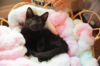 Pokemon Litter-Espeon -  Domestic Short Hair Cat for Adoption in Seattle, Washington - Pokemon Litter-Espeon | PetCurious