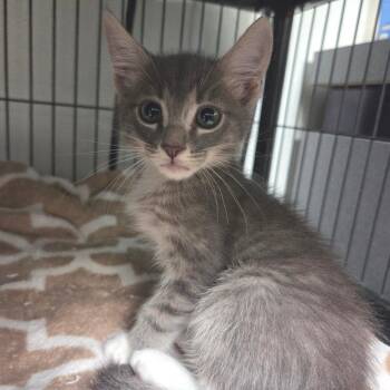 Scout -  Domestic Short Hair Cat for Adoption in Dallas, Texas - Scout | PetCurious