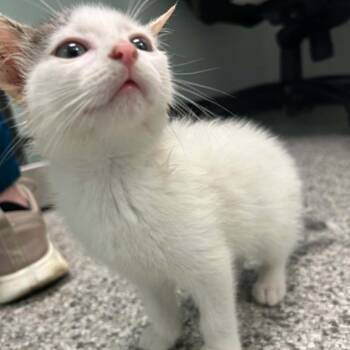 Muffin -  Domestic Short Hair Cat for Adoption in Clavet, Saskatchewan - Muffin | PetCurious