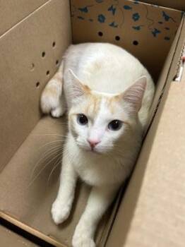Chip -  Domestic Short Hair Cat for Adoption in Kansas City, Missouri - Chip | PetCurious