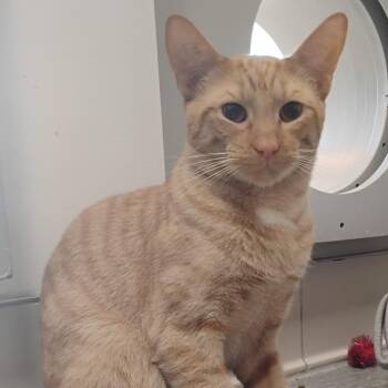 Boots -  Domestic Short Hair Cat Available for Adoption in Bentonville, Arkansas - Boots | PetCurious