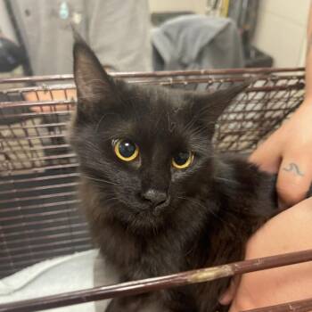 Bellingham -  Domestic Short Hair Cat for Adoption in Chicago, Illinois - Bellingham | PetCurious