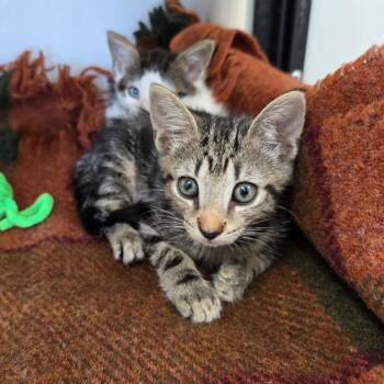 Raspberry -  Domestic Short Hair Cat for Adoption - Raspberry | PetCurious