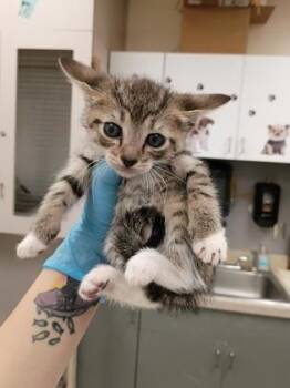Daisy -  Domestic Short Hair Cat for Adoption in Palm Coast, Florida - Daisy | PetCurious