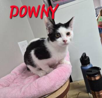 Downy. -  Domestic Short Hair Cat for Adoption in Rome, Georgia - Downy. | PetCurious