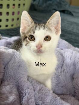 Max -  Domestic Short Hair Cat for Adoption in The Woodlands, Texas - Max | PetCurious