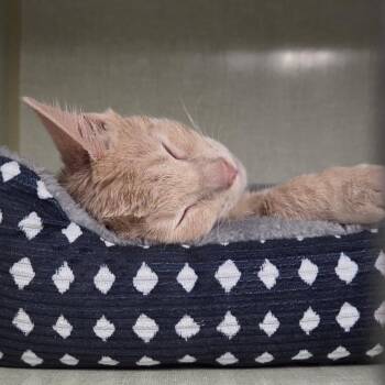 Butter -  Domestic Short Hair Cat for Adoption in Salt Lake City, Utah - Butter | PetCurious