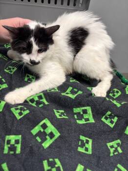D.W. -  Domestic Medium Hair Cat for Adoption in Bloomington, Indiana - D.W. | PetCurious