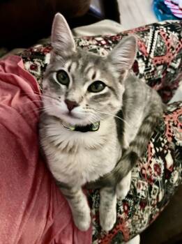 Rescue Domestic Short Hair and Tabby Cats for Adoption in Moses Lake, Washington - Ava | PetCurious