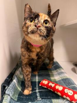 Domestic Short Hair Cats Available for Adoption - Winifred | PetCurious