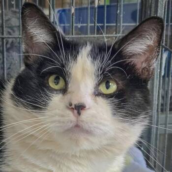 Simon -  Tuxedo and Domestic Short Hair Cat for Adoption in Huntley, Illinois - Simon | PetCurious