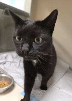 Rescue Domestic Short Hair Cats for Adoption in East Brookfield, Massachusetts - Siggie | PetCurious