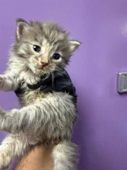 Domestic Short Hair Cats Available for Adoption in El Paso, Texas - 60870586 | PetCurious