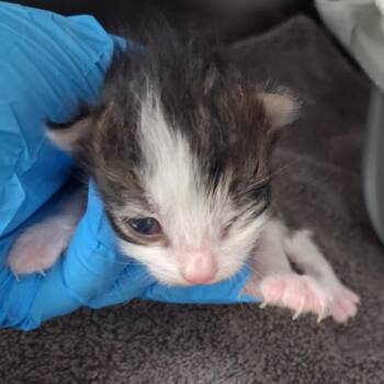 Kaleb -  Domestic Short Hair Cat for Adoption in Auburn, Alabama - Kaleb | PetCurious