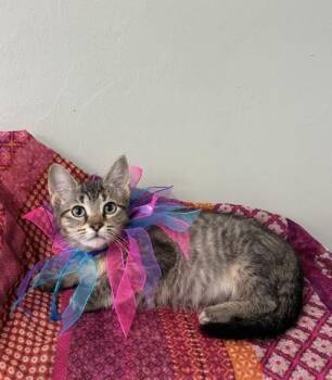 Parsnip -  Domestic Short Hair Cat for Adoption in Picayune, Mississippi - Parsnip | PetCurious