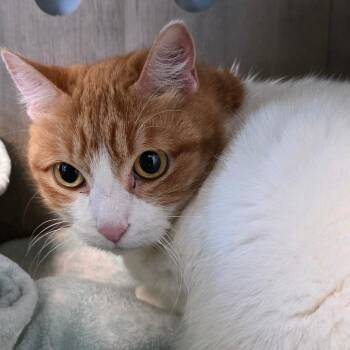 Aubrey -  Domestic Short Hair Cat for Adoption in Abilene, Texas - Aubrey | PetCurious