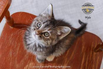 Nyla -  Torbie and Domestic Short Hair Cat for Adoption in Riverside, California - Nyla | PetCurious