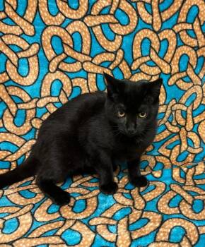 Kristen -  Domestic Short Hair Cat for Adoption in Newberg, Oregon - Kristen | PetCurious