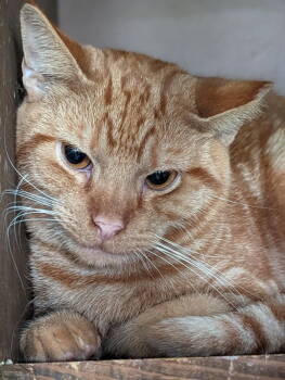 Rescue Domestic Short Hair and Tiger Cats for Adoption in Niles, Michigan - Avery | PetCurious