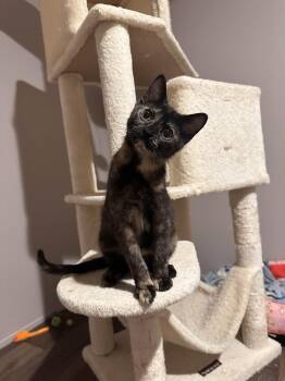 Domestic Short Hair Cats Available for Adoption - Millie | PetCurious