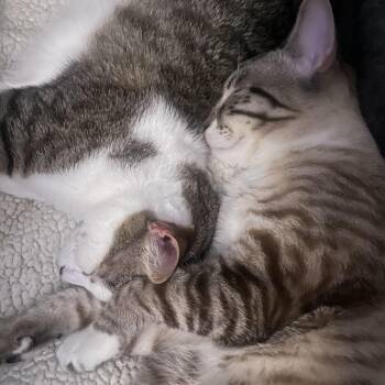 Siamese Cats Available for Adoption - Boba & Mochi | PetCurious