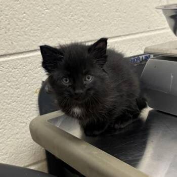 Yesterday -  Domestic Short Hair Cat for Adoption in Westland, Michigan - Yesterday | PetCurious
