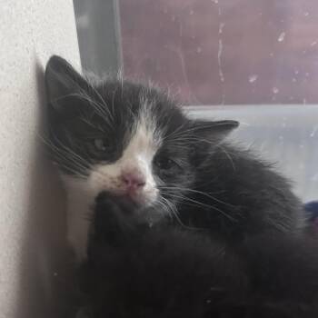 Domestic Short Hair Cats Available for Adoption in Yuma, Arizona - Sushi | PetCurious